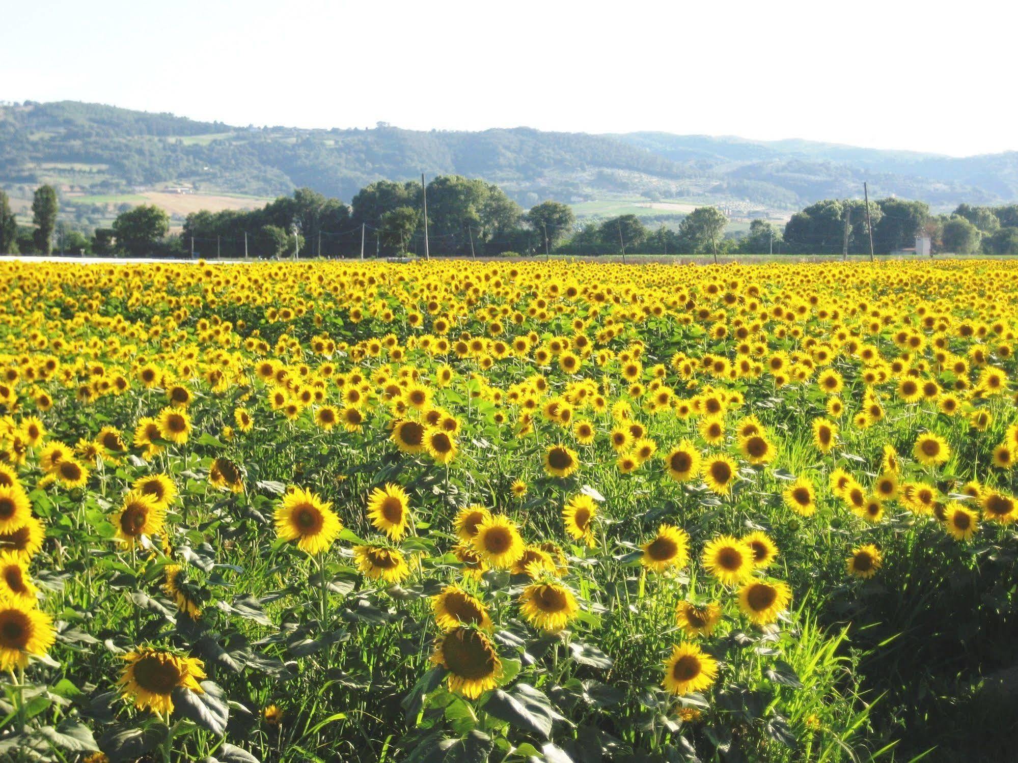 Villa Colle Di Rocco Limigiano ภายนอก รูปภาพ