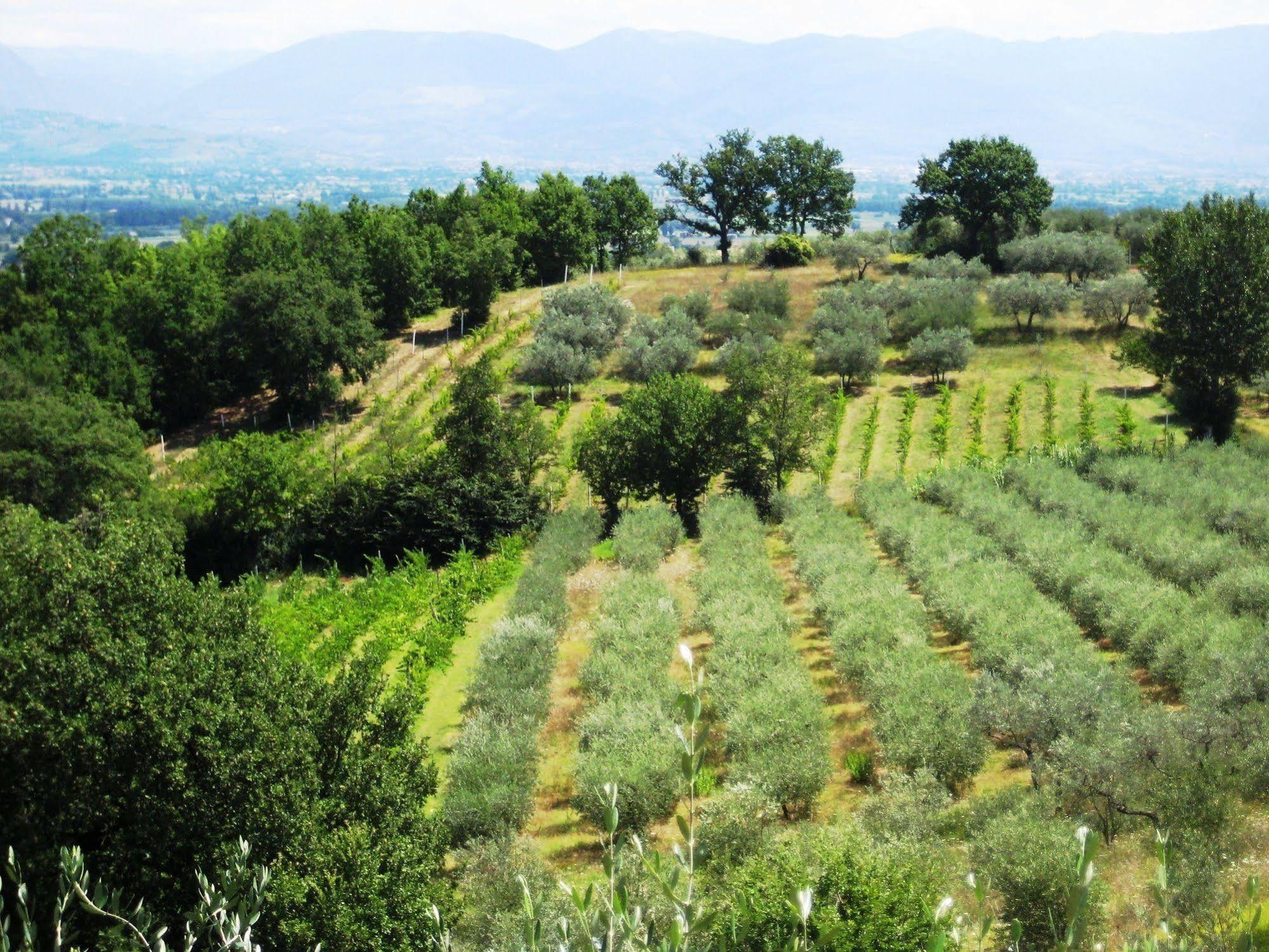 Villa Colle Di Rocco Limigiano ภายนอก รูปภาพ